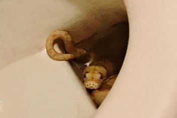 Schlangenbiss im eigenen WC