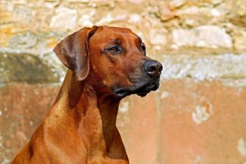 Hund brachte Motorradlenker zu Sturz