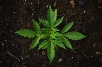 Cannabisöl ein wirksames Heilmittel?