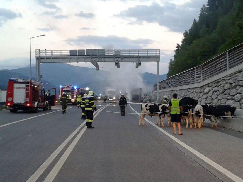 Viehtransporter Brand auf A9