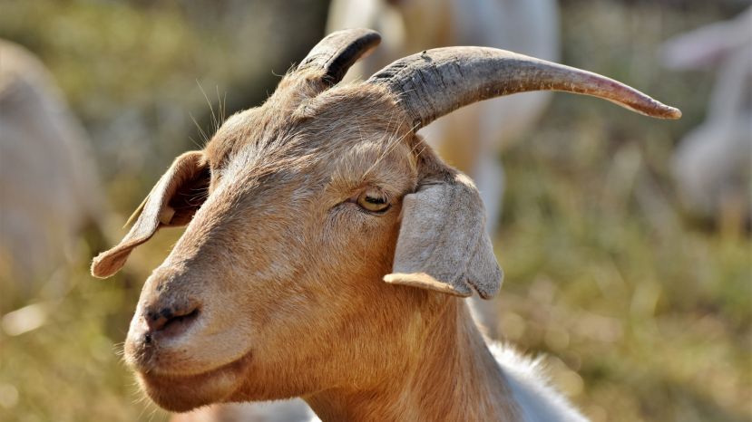 Ziegenbock im Sölktal erschossen