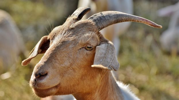 Ziegenbock im Sölktal erschossen