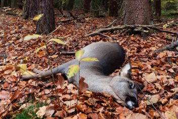 Wildunfall, zahlt die Versicherung?