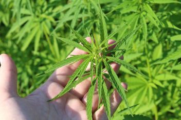 Hanfpflanzen in Niederöblarn sichergestellt