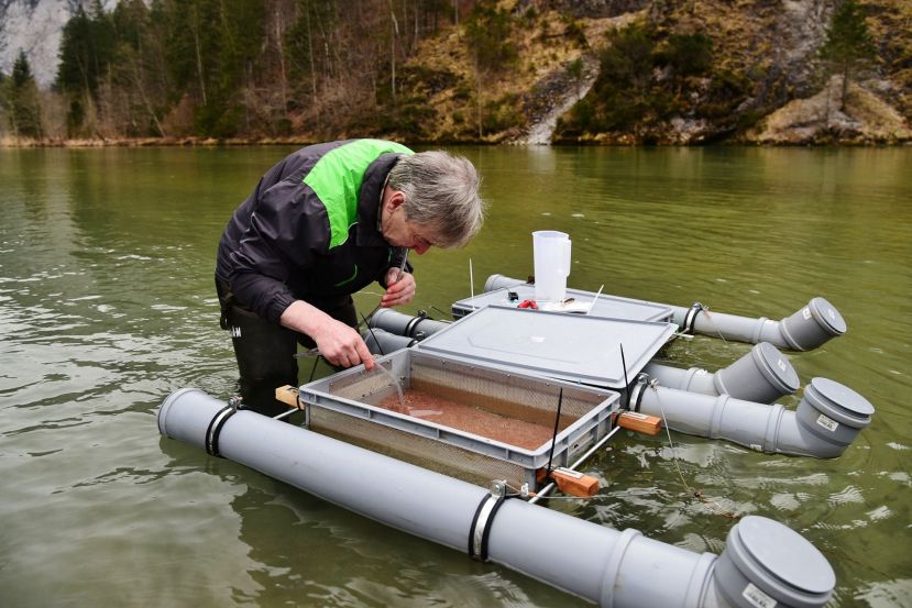 In eigens gebauten Behältern werden die Fischeier an ihre Umgebung gewöhnt