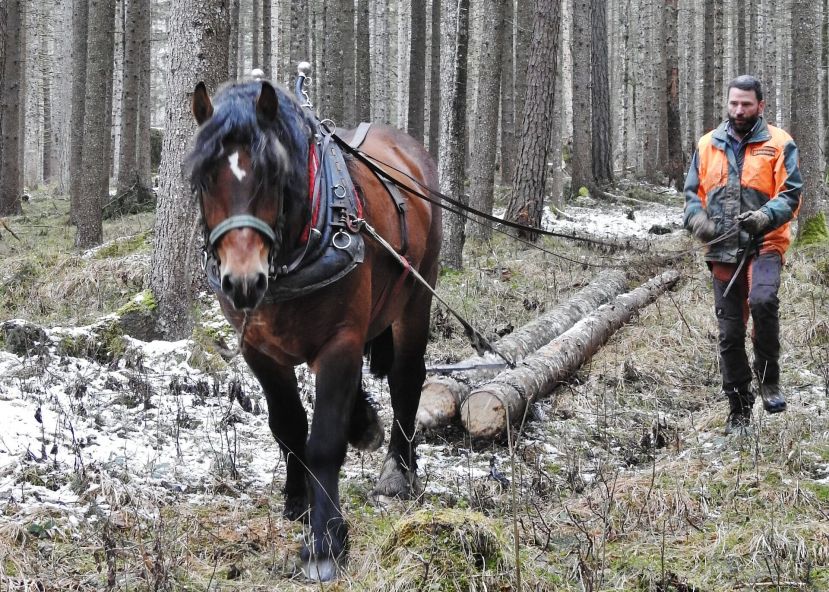 Pferderückung im Nationalpark Gesäuse