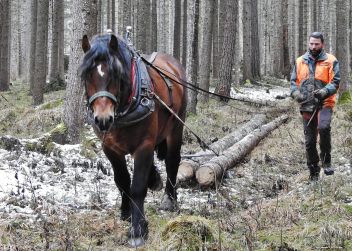 Pferderückung im Nationalpark Gesäuse