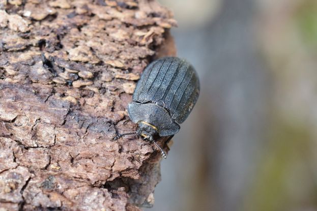 Großer Randkäfer (Peltis grossa) im Nationalpark Gesäuse
