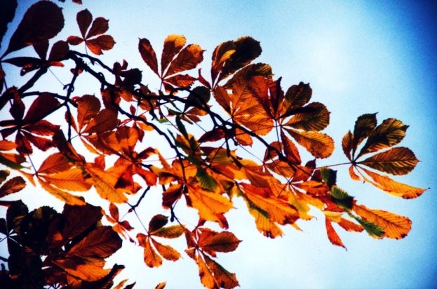 Herbstgefahren beim Autofahren