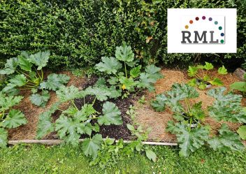 Mulchversuch mit Zucchini aus dem Jahr 2025