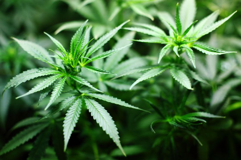 Drogendealer in Selzthal verhaftet