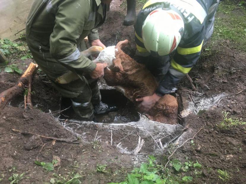 Kalb erfolgreich aus Betonrohr befreit