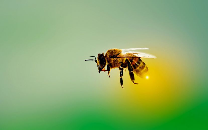 Rottenmanner SPÖ initiiert „Bienenförderung“