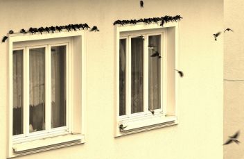Wenn sich die Schwalben sammeln…….