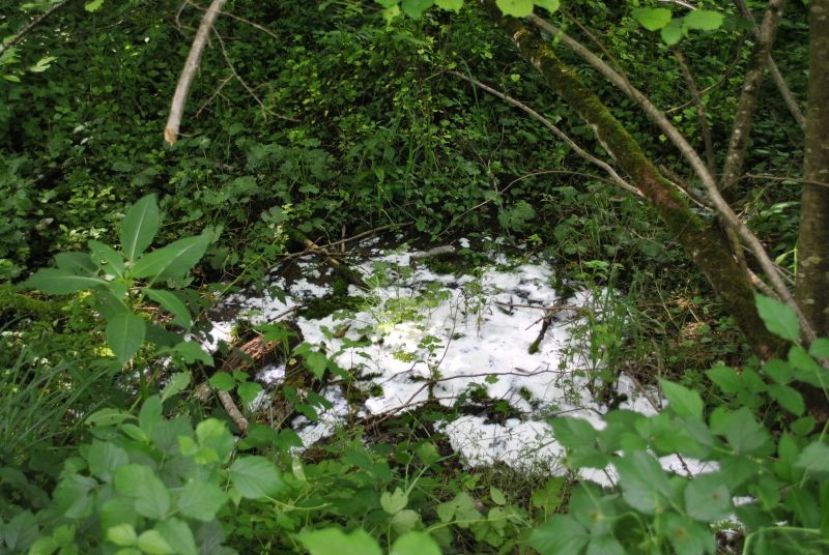 Chemikalienalarm in Fischteich