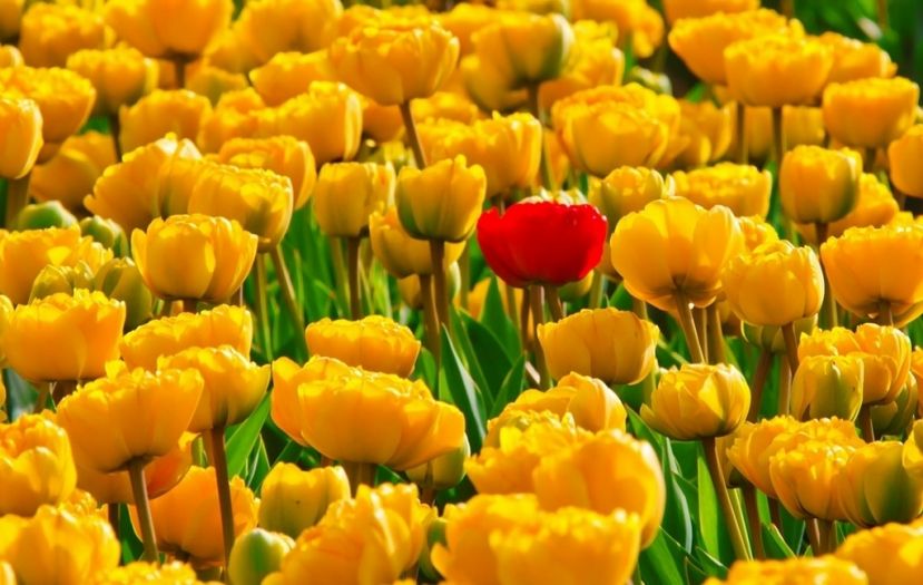 Blumen Stube Sabine Hall bei Admont