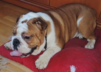 Hundehalter ausgeforscht !