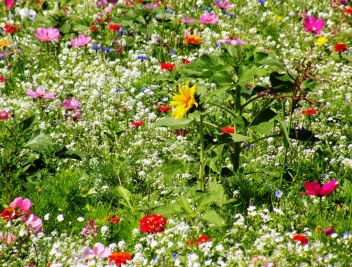 Vielen Dank für die Blumen