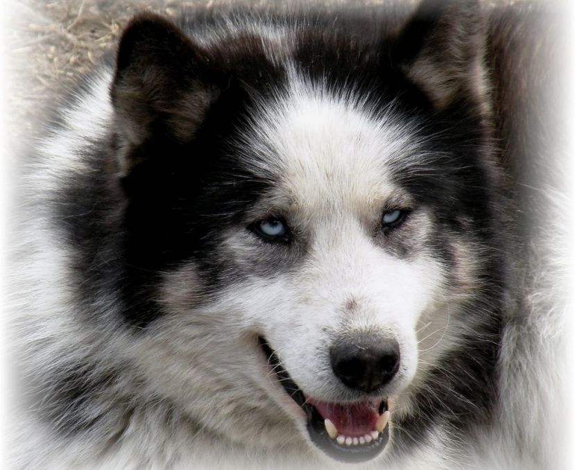 Die Huskys von Hohentauern!
