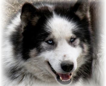 Die Huskys von Hohentauern!