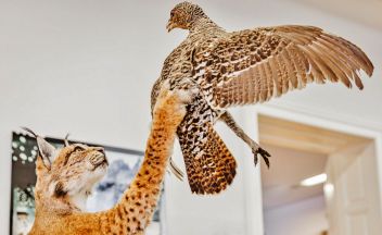 Der Luchs ist in Admont angekommen