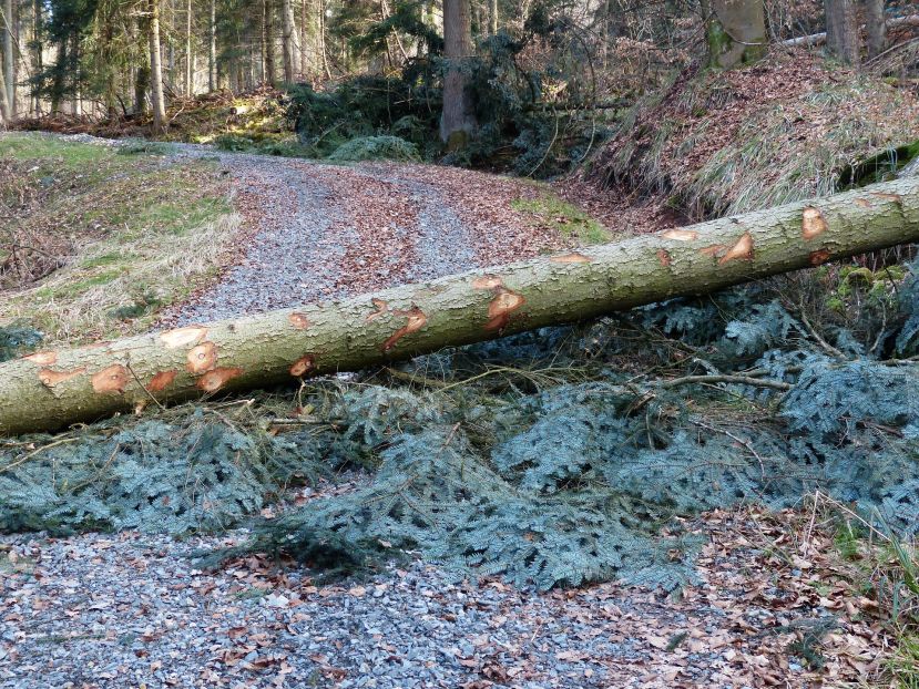 Tödlicher Forstunfall in Oppenberg