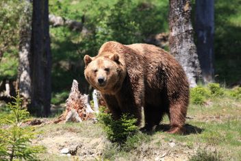 50 Jahre Tierpark Mautern