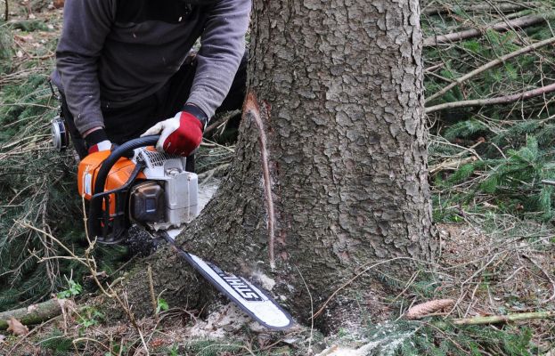 Bei Forstunfall schwer verletzt