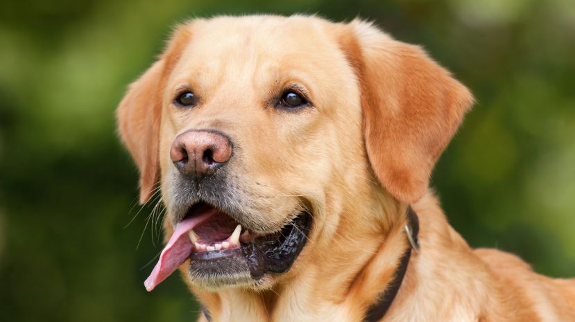 Ist der Hund schuld an dieser Hitze?