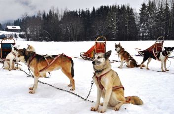 Schlittenhunde aus aller Welt ziehen im Rahmen der WM-Generalprobe in Bad Mitterndorf mit ihren Mushern ihre Runden durch das Salzkammergut.