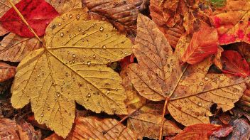 Rutschgefahr durch Laub im Herbst