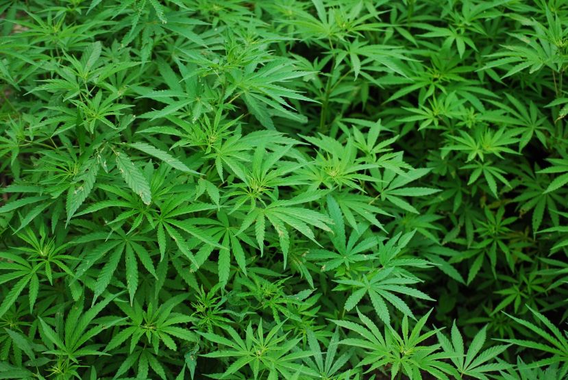 Cannabispflanzen im Wald sichergestellt