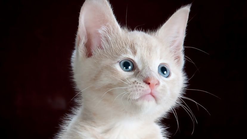 Gott sei Dank, trotzdem leider zum Katzentod