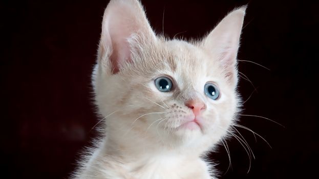 Gott sei Dank, trotzdem leider zum Katzentod