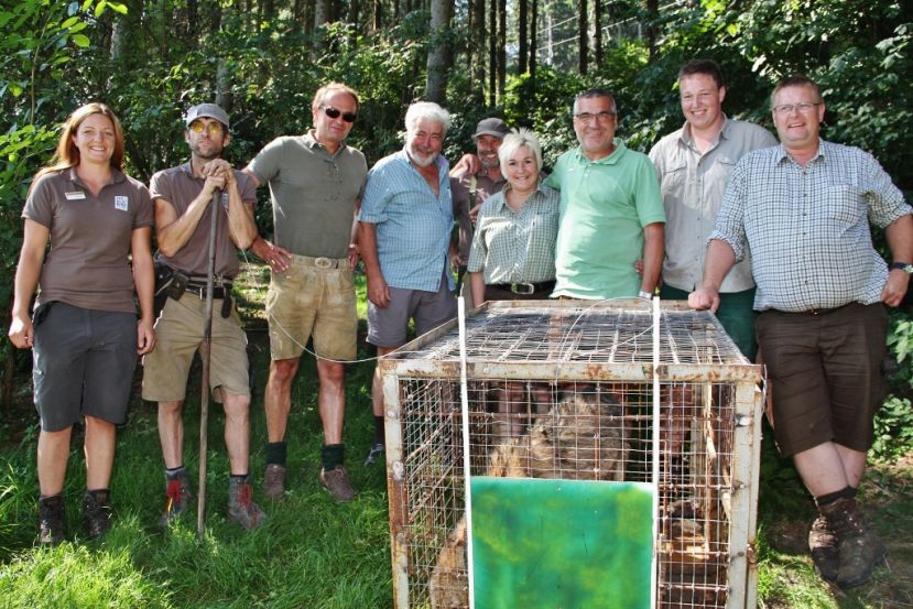 Fritzi kurz vor seiner Freilassung am Wilden Berg mit dem Team rund um GF Dir. Georg Bliem und Veterinär Dr. Josef Kain.