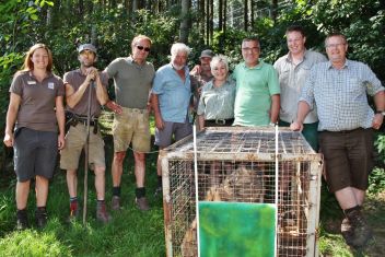 Fritzi kurz vor seiner Freilassung am Wilden Berg mit dem Team rund um GF Dir. Georg Bliem und Veterinär Dr. Josef Kain.