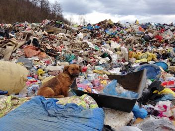 Tilon – Tierliebe ohne Grenzen