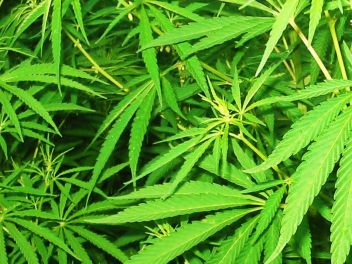 Cannabis Anlage in Liezen entdeckt