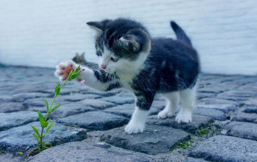 Schauen Sie gerne Katzenvideos?