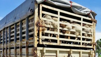 Viehtransporte – auch bei uns ein Thema