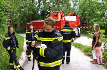 Kätzchen von Baum gerettet