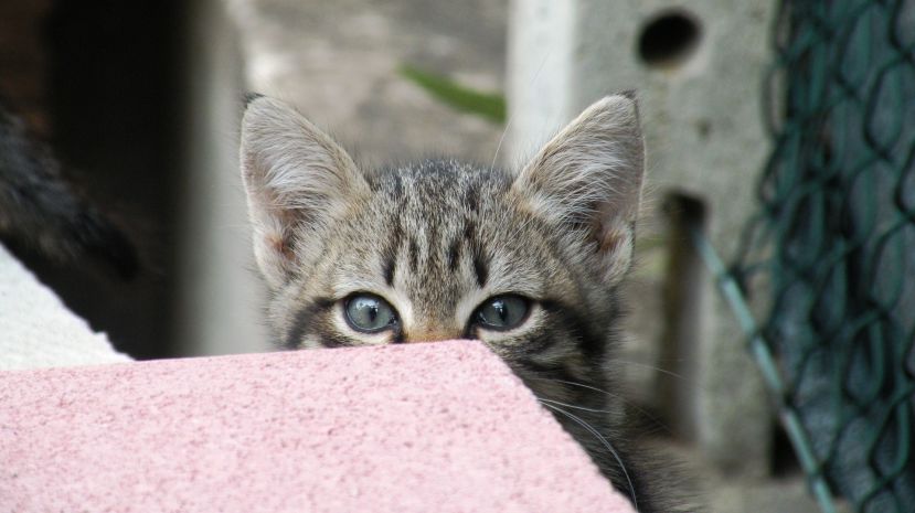 Katzen zu Tode gequält und dabei gefilmt