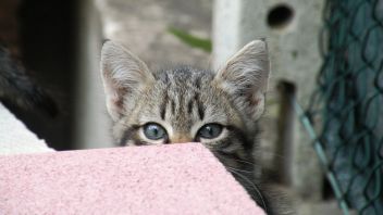Katzen zu Tode gequält und dabei gefilmt