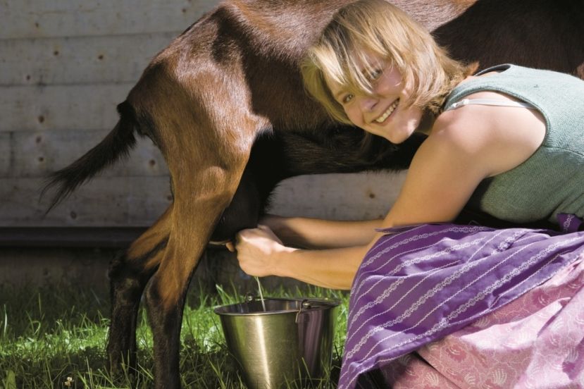 Schaf- und Ziegenmilchprodukte