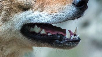 1-jähriges Mädchen von Hund verletzt