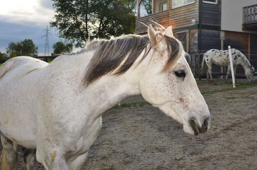 Rodeo Ranch Singsdorf