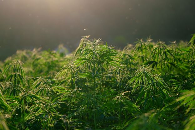 Cannabispflanzen im Wert von mehrere tausend Euro