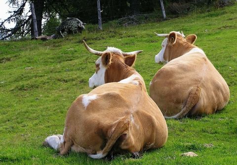 Rinder bei Kollision mit Pkw getötet
