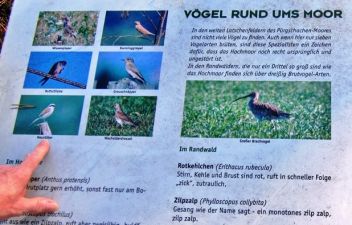 Besuch bei Zilpzalp und Neuntöter
