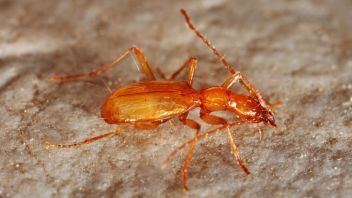 Steirischer Nordostenalpen-Blindkäfer (Arctaphaenopsangulipennisstyriacus) in der Steinkarhöhle